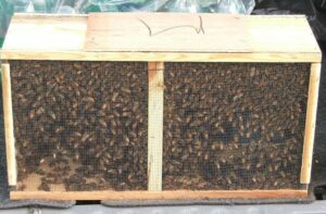 3lb Packaged Bees
