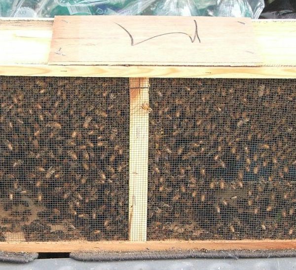 3lb Packaged Bees