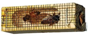 Carniolan Queen Bee ONLY