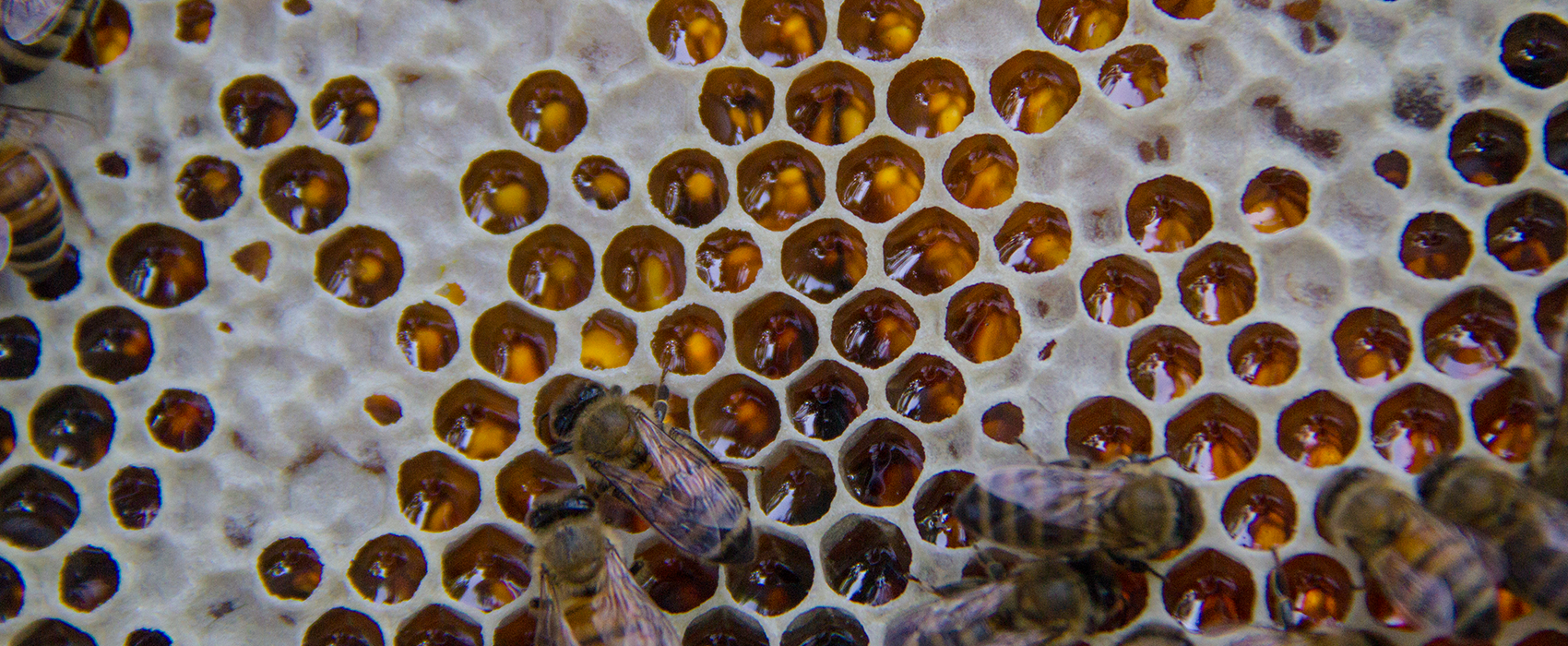 Michigan Beekeepers
