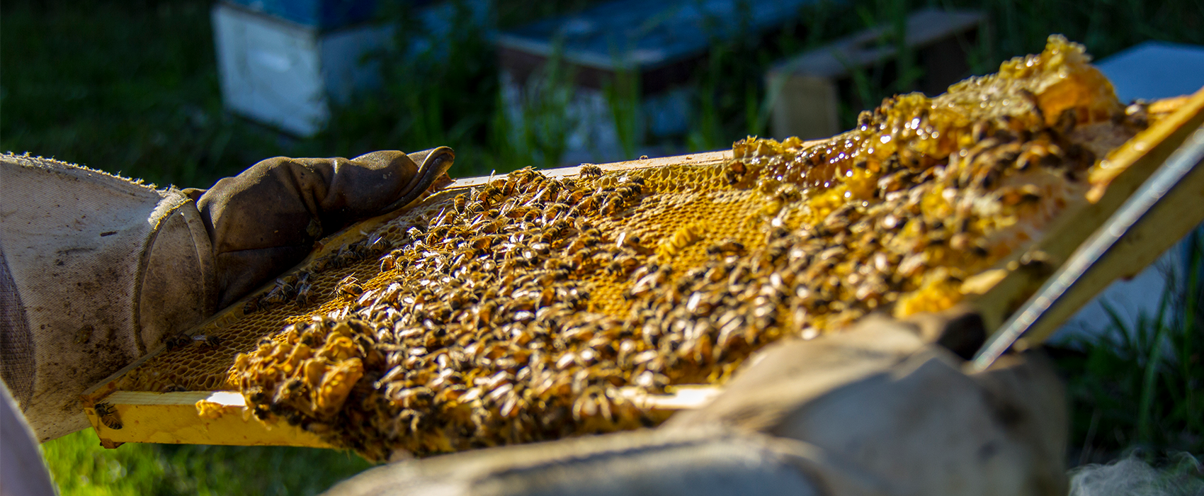 Beginner Beekeeping Classes