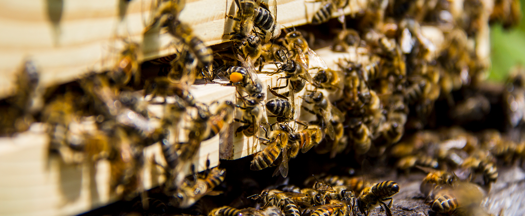 Bee Packages for Sale