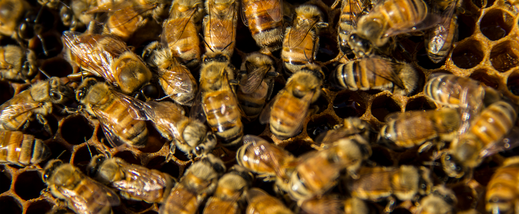3lb Bee Package - Carniolan